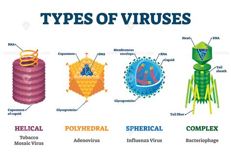 Biology Virus Labeled Diagram - Virus Info