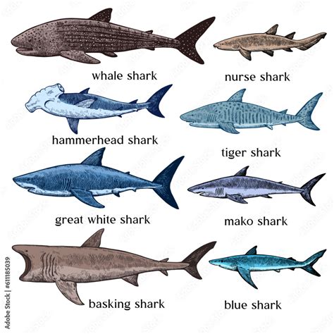 Types of sharks. Big set of hand drawn illustrations in retro engraving ...