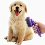 Why Your Dog is Shedding - DGP For Pets