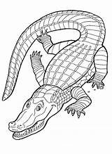 Get This Free Printable Alligator Coloring Pages For Kids 5gzkd sketch template