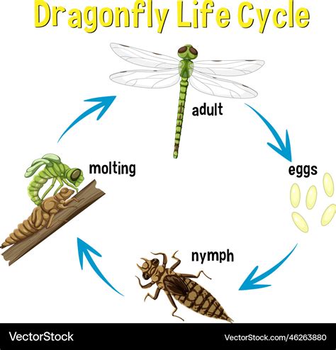 Dragonfly life cycle infographic Royalty Free Vector Image