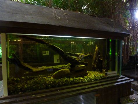 Red-bellied piranha tank - ZooChat