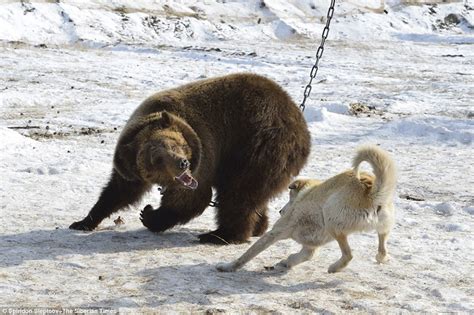 Bear Hunting Dogs