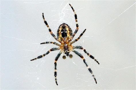 Barn spider, Araneus cavaticus | School project | Pinterest