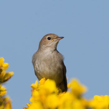 21 Facts on Nightingale - Tweetapedia - Living with Birds