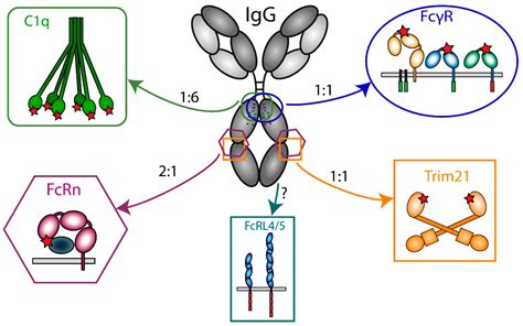 Antibodies | Free Full-Text | The Ligands for Human IgG and Their ...