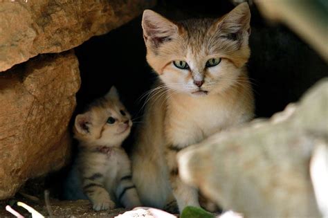 BIRDS & DAFFODILS: RARE SIGHTING OF SAND CAT & LITTER OF kITTENS