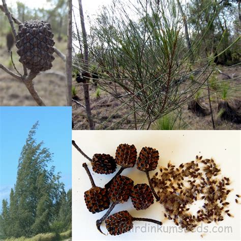 Casuarina Equisetifolia Australian Pine She Oak Seeds | Fair Dinkum Seeds