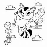 Sugar Gliders Coloring Pages sketch template