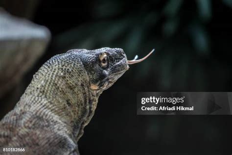 91 Komodo Dragon Eggs Stock Photos, High-Res Pictures, and Images - Getty Images