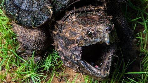 Can A Snapping Turtle Bite A Finger Off? – The Turtle Hub