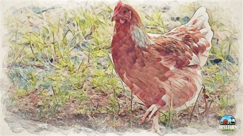 Are Chickens Smart? 9 Most Intelligent Chicken Breeds