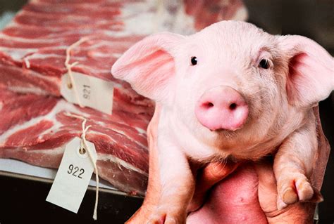 Meeting a "wonder pig" made me reconsider eating meat | Salon.com