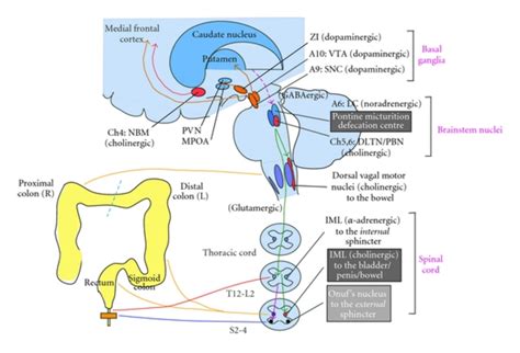 Defecation Process