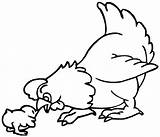 Chicken Coloring Pages  Best For Kids sketch template