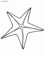 Starfish Outline Drawing At PaintingValleycom  Explore Collection Of sketch template