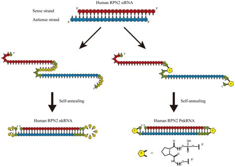 Both nkRNA and PnkRNA were prepared as single-stranded RNA oligomers ...