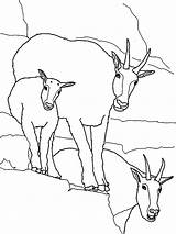Mountain Goat Family Coloring Pages  Color Luna Family coloring sketch template