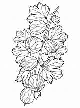 Gooseberry Coloring Pages Printable For Free Download sketch template