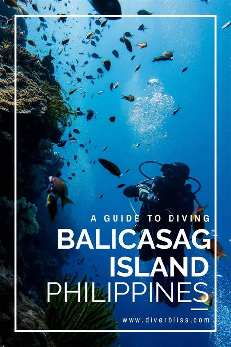 Balicasag Diving: Explore The Underwater Heaven Of Bohol, Philippines