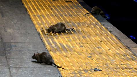 Rat problem in NYC - YouTube