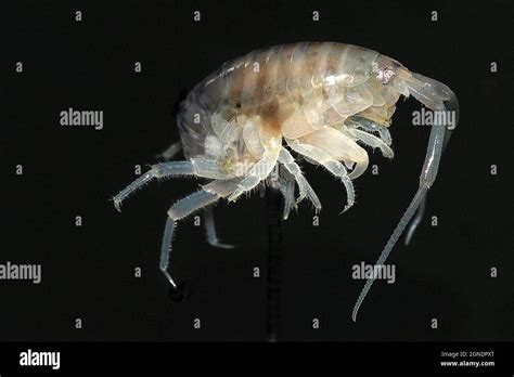 Terrestrial sand amphipod (Talitridae Stock Photo - Alamy