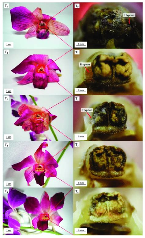 Photographs of cut orchid flowers (left) and respective anthers ...