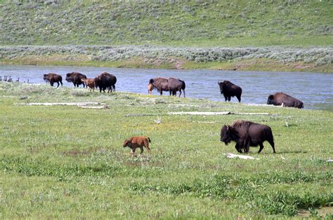 Hayden Valley in Yellowstone National Park, Wyoming - Kid-friendly Attractions | Trekaroo