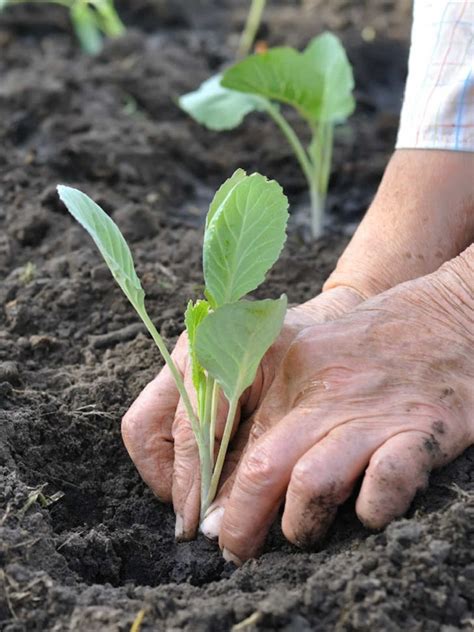 How To Grow Cabbage - Sunny Home Gardens