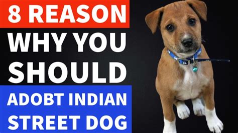 8 Reasons Why You Should Adopt Indian Street Dog | Indian Dogs | TUC ...