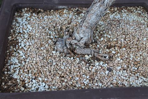 Bonsai Soil | kuromatsubonsai.com