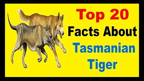 Tasmanian Tiger Diet | Headline News