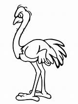 Ostrich Drawing At GetDrawings  Free Download sketch template