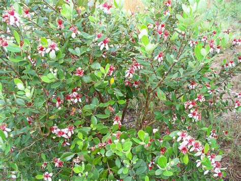 My Pineapple guava bush made fruit for the first time this year and the flowers are yummy ...