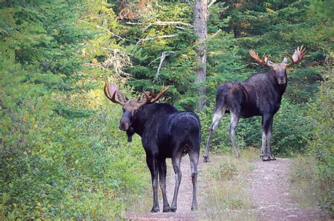 Moose habitat planning effort receives grant - Northern Wilds Magazine