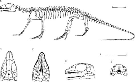 Figure 2 from Classification and phylogeny of the diapsid reptiles | Semantic Scholar