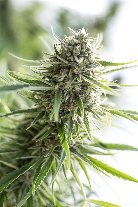 Critical Mass CBD – Buy Critical Mass CBD cannabis seeds