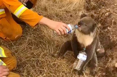 Drinking stations are keeping koalas hydrated through devastating bushfire season | SBS News