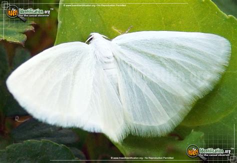 White Spring Moth