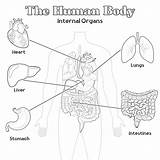 Human Internal Organs Coloring Page  Pages Mimi Panda sketch template
