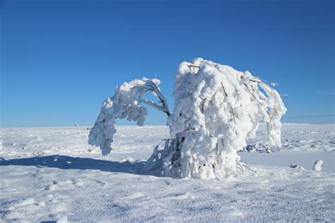 Hoar Frost Tree Free Stock Photo - Public Domain Pictures