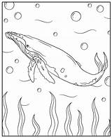 Whale Coloring Pages 42 Magnificent Free sketch template