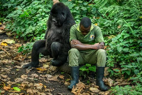 Differences between Gorillas and Humans | Gorilla Trekking in Uganda