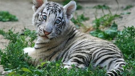 Tiger Cub Wallpapers - Wallpaper Cave