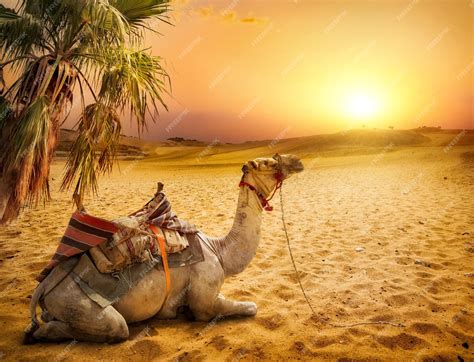 Premium Photo | Camel under palm