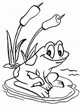 Frog coloring Pages  ColoringLib sketch template
