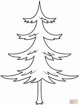 Pine Tree coloring page  Free Printable Coloring Pages sketch template