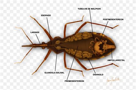 Triatoma Infestans Chagas Disease Bedbug Medicine, PNG, 900x600px, Triatoma Infestans, Arthropod ...