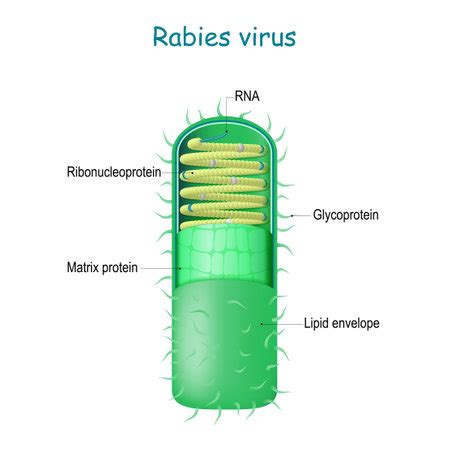 Vector of rabies virus structure. - ID:165253134 - Royalty Free Image ...