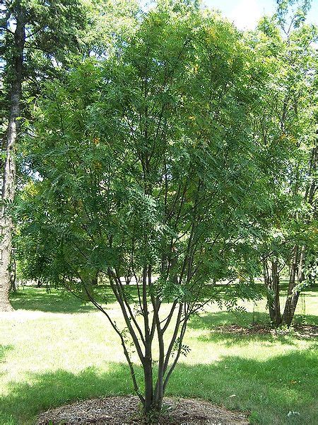 Mountain Ash Tree, Pictures, Images & Facts on Mountain Ash Trees